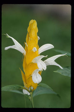 Image of lollipop-plant