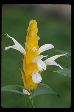 Image of lollipop-plant