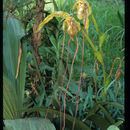 Image of Tropical Slipper Orchids