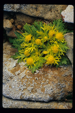 Image of Bear's-foot Sanicle