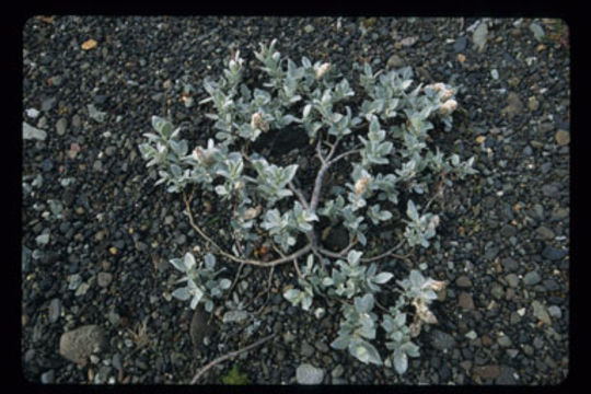 Image de Salix lanata L.