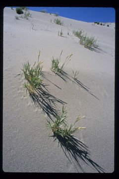 Imagem de Swallenia alexandrae (Swallen) Soderstr. & H. F. Decker