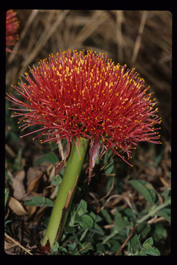 Image of Katherine Blood-lily