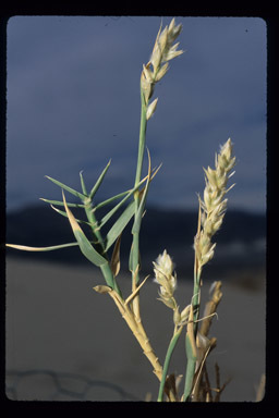 Image of Eureka Dune grass