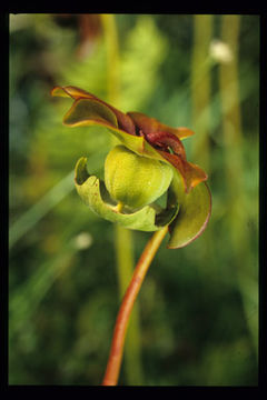 Sarracenia purpurea L. resmi