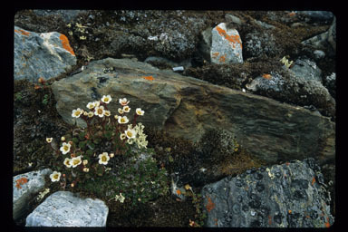 Image of Tufted saxifrage
