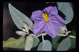 Image of Hinds' nightshade