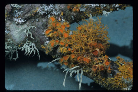 Image of teloschistes lichen