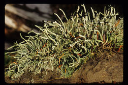 Image of nail lichen