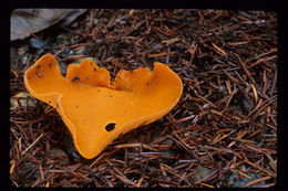 Image of Orange peel fungus
