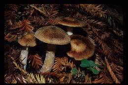 Image of Agaricus subrutilescens (Kauffman) Hotson & D. E. Stuntz 1938