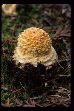 Image of Fly agaric