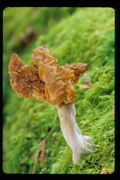 Imagem de Gyromitra infula (Schaeff.) Quél. 1886