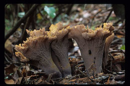 Image of Pig’s ear