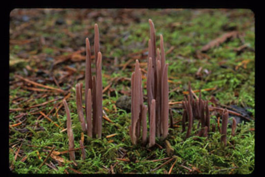 <i>Clavaria purpurea</i> resmi