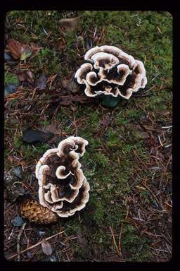 Image of Phellodon tomentosus (L.) Banker 1906