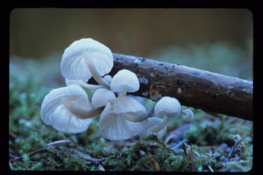 Plancia ëd Marasmiellus candidus (Fr.) Singer 1948