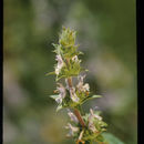 صورة Salvia mellifera Greene