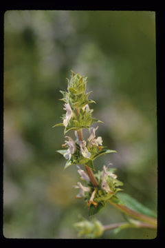 Sivun Salvia mellifera Greene kuva