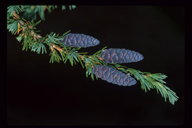 Image of Mountain Hemlock