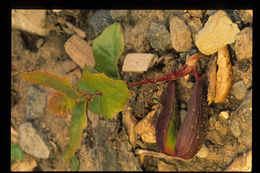 Image of California Live Oak