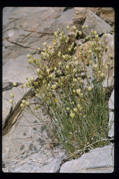 Image of Mojave Sandwort