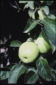 Image of paradise apple