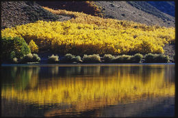 Image of quaking aspen