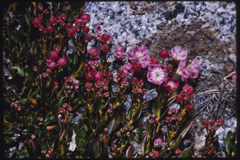 Imagem de Kalmia polifolia Wangenh.