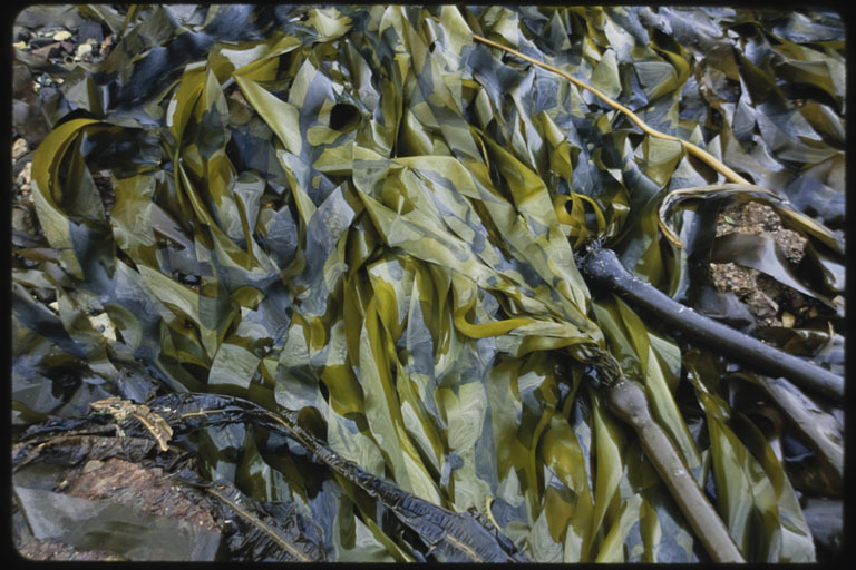 Image of Kelp