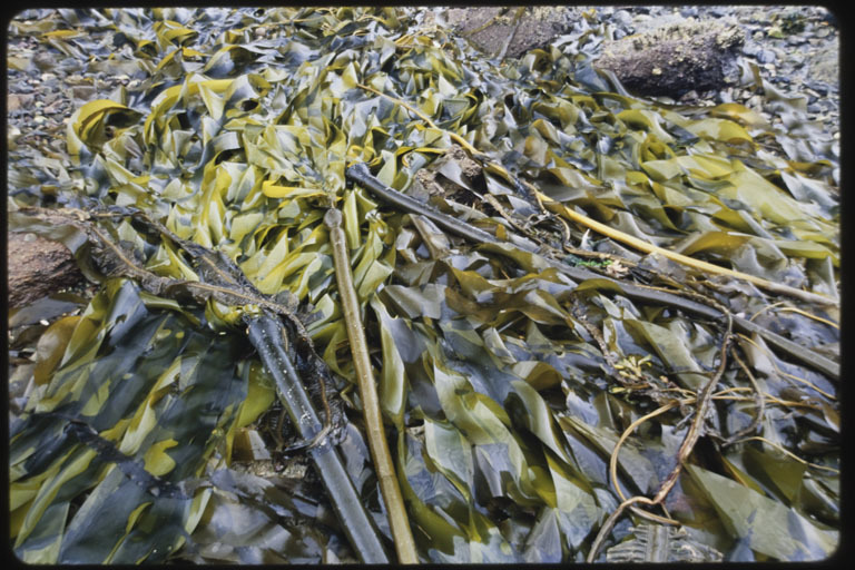 Image of Kelp