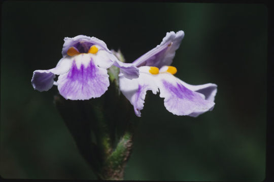 Image of Craterostigma pumilum Hochst.