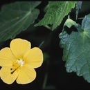 Image of Wild abutilon