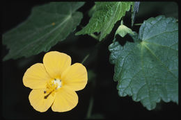 Sivun Abutilon mauritianum (Jacq.) Medic. kuva