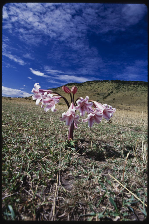 Image of pyjama lily