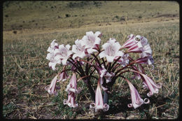 Image of pyjama lily