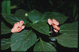 Impatiens sodenii Engl. & Warb. ex Engl. resmi