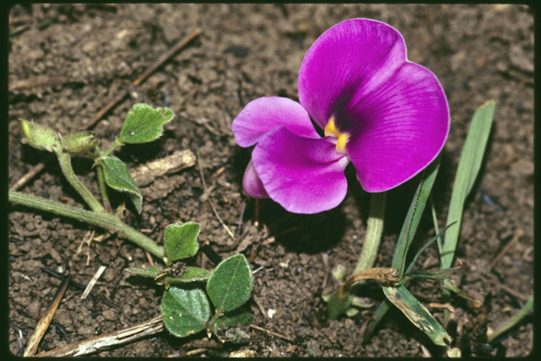 Слика од Vigna vexillata (L.) A. Rich.