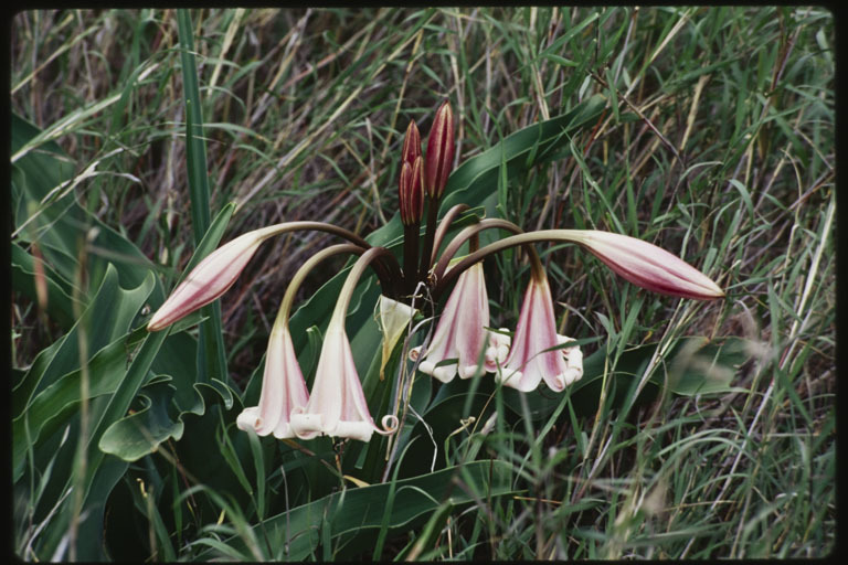 Image of pyjama lily