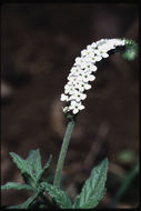 Image of Common veld heliotrope