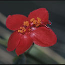 Imagem de Hibiscus aponeurus Sprague & Hutchinson