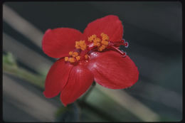 Imagem de Hibiscus aponeurus Sprague & Hutchinson