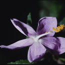 Image de Hibiscus pycnostemon Hochr.