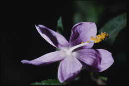 Image of Hibiscus pycnostemon Hochr.