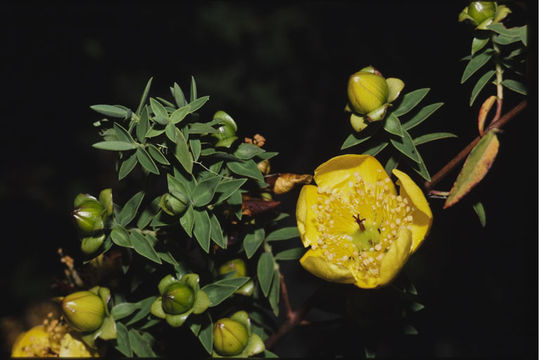 Image of Common curry bush