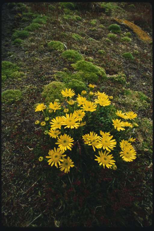 Image of Senecio littoralis Gaud.