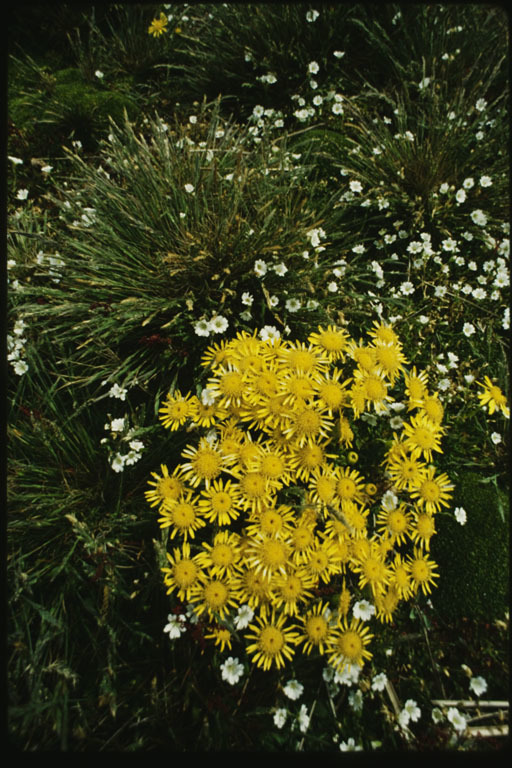 Image of Senecio littoralis Gaud.