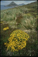 Image of Senecio littoralis Gaud.