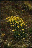 Image of Senecio littoralis Gaud.