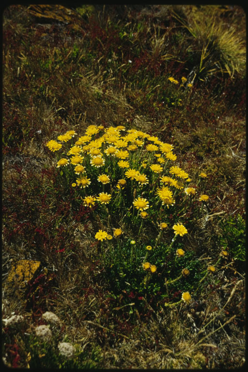 Image of Senecio littoralis Gaud.